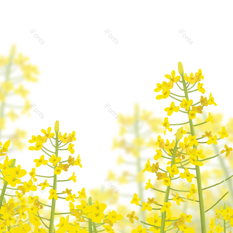 元素图片,插画元素,素材PNG,花朵免抠素材